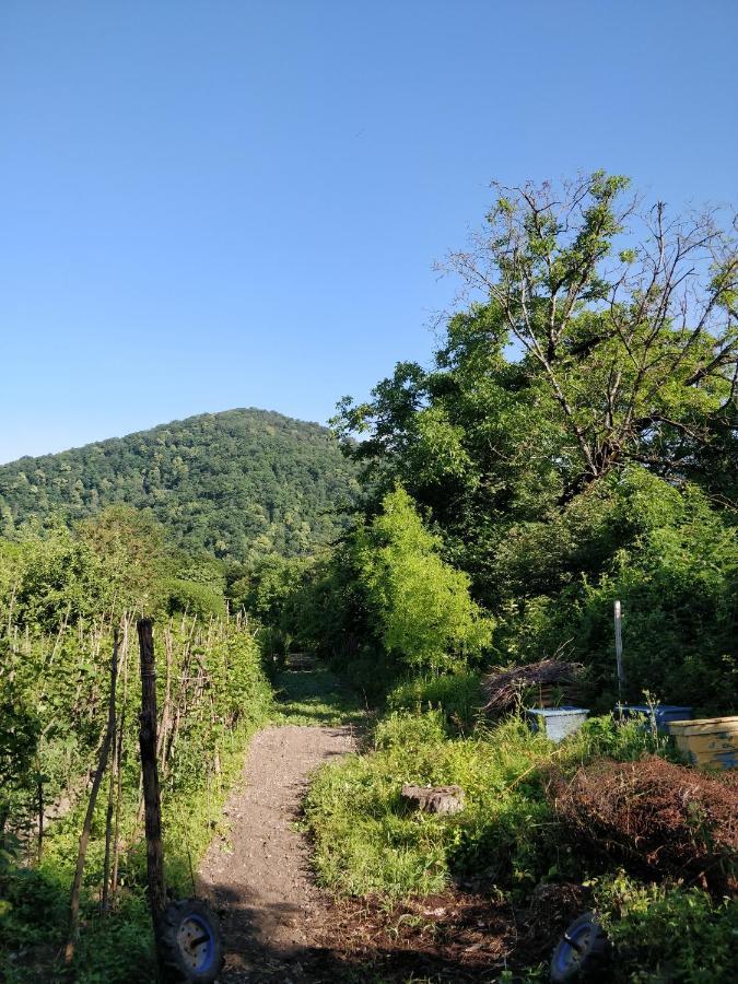 Jibghashvilebi'S House Lagodehi Dış mekan fotoğraf